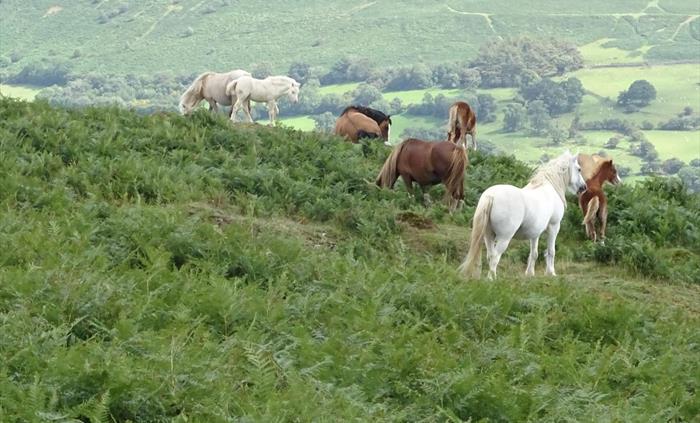 Hill ponies seen on hack with Ellesmere Riding Centre